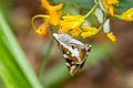 Grass Demon Ancistroides folus