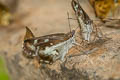 Grass Demon Ancistroides folus