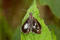 Grass Demon Ancistroides folus