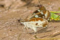 Grass Demon Ancistroides folus