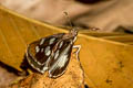 Grass Demon Ancistroides folus