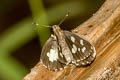 Grass Demon Ancistroides folus