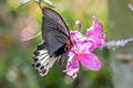 Great Mormon Papilio Papilio agenor agenor