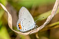 Indian Cupid Cupido lacturnus rileyi (Oriental Cupid)