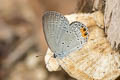 Indian Cupid Cupido lacturnus rileyi (Oriental Cupid)