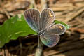 Indian Cupid Cupido lacturnus rileyi (Oriental Cupid)