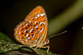 Larger Harlequin Taxila haquinus berthae