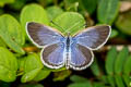 grass blue