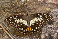 Lime Swallowtail Papilio demoleus malayanus