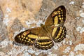 Little Banded Yeoman Algia fasciata fasciata