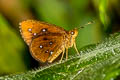 Malay Chestnut Bob Iambrix stellifer 