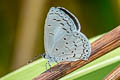 Margined Hedge Blue Celatoxia marginata