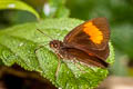 Narrow-banded Velvet Bob Koruthaialos rubecula hector (Changeable Velvet Bob)