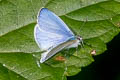 Pale Hedge Blue Udara dilectus dilectus