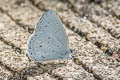 Pale Hedge Blue Udara dilectus dilectus