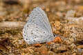 Pale Hedge Blue Udara dilectus dilectus