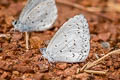 Pale Hedge Blue Udara dilectus dilectus