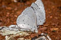 Pale Hedge Blue Udara dilectus dilectus