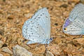 Pale Hedge Blue Udara dilectus dilectus