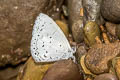 Pale Hedge Blue Udara dilectus dilectus