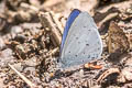 Pale Hedge Blue Udara dilectus dilectus