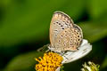 Pale Grass Blue Pseudozizeeria maha maha
