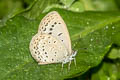 Pale Grass Blue Pseudozizeeria maha maha