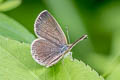 Pale Grass Blue Pseudozizeeria maha maha