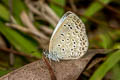 Pale Grass Blue Pseudozizeeria maha maha