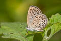 Pale Grass Blue Pseudozizeeria maha maha