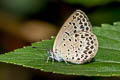 Pale Grass Blue Pseudozizeeria maha maha