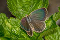 Pale Grass Blue Pseudozizeeria maha maha