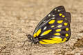 Pale Jezebel Delias sanaca perspicua