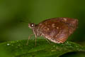 Pale Spotted Coon Psolos fuligo subfasciatus (Indian Dusky Partwing)