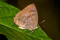 Purple-glazed Oakblue Arhopala agaba agaba 