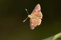 Purple-spotted Flitter Zographetus ogygia (Rusty Flitter)