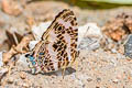 Scarce Jester Symbrenthia silana