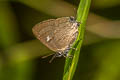 Siamese Onyx Ahmetia achaja achaja