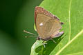Siamese Onyx Ahmetia achaja achaja