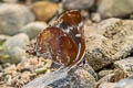 Common Silver-streak Blue Iraota timoleon timoleon