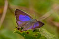Common Silver-streak Blue Iraota timoleon timoleon