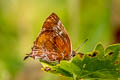 Common Silver-streak Blue Iraota timoleon timoleon