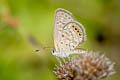Small Grass Jewel Freyeria putli putli (Least Grass Jewel)