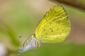 Small Grass Yellow Eurema drona hainana (Broad-bordered Grass Yellow)