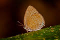 Tailless Disc Oakblue Arhopala epimuta epiala