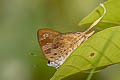 Thai Plane Bindahara phocides phocides