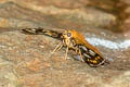 Tricolour Pied Flat Coladenia indrani uposatha
