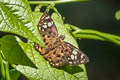 Tricolour Pied Flat Coladenia indrani uposatha