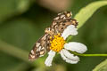 Tricolour Pied Flat Coladenia indrani uposatha