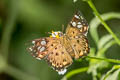 Tricolour Pied Flat Coladenia indrani uposatha